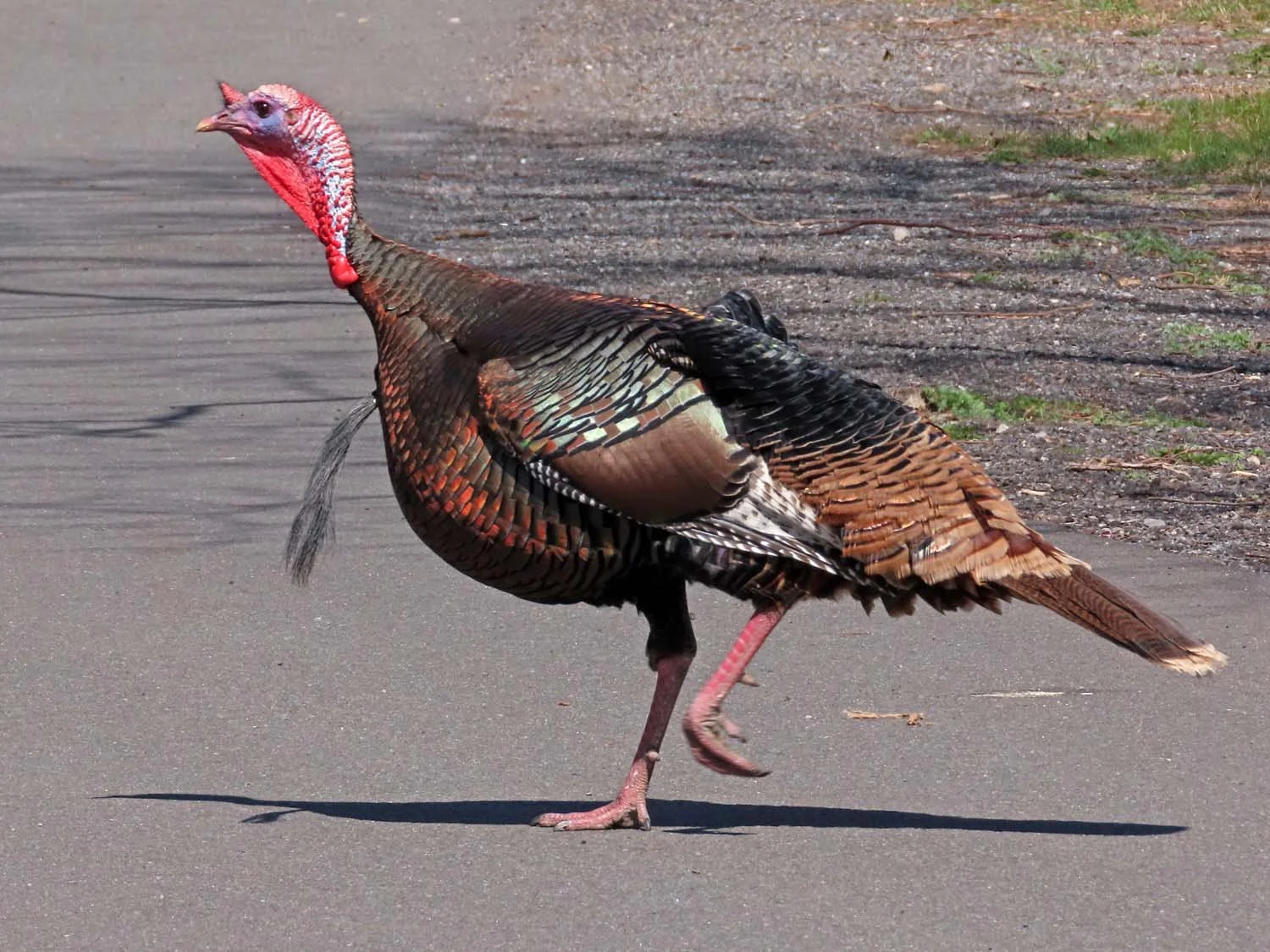 Wild Turkey — Susan Kirby